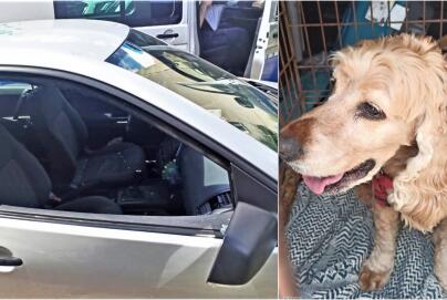 Pies uwięziony w nagrzanym samochodzie. Mieszkaniec Świdnicy zareagował