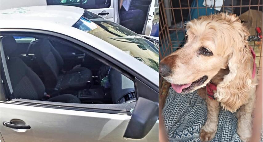 Pies uwięziony w nagrzanym samochodzie. Mieszkaniec Świdnicy zareagował